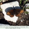 erebia medusa daghestan male 2